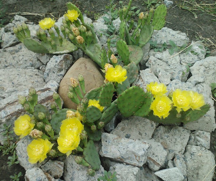 Opuntia humifusa
