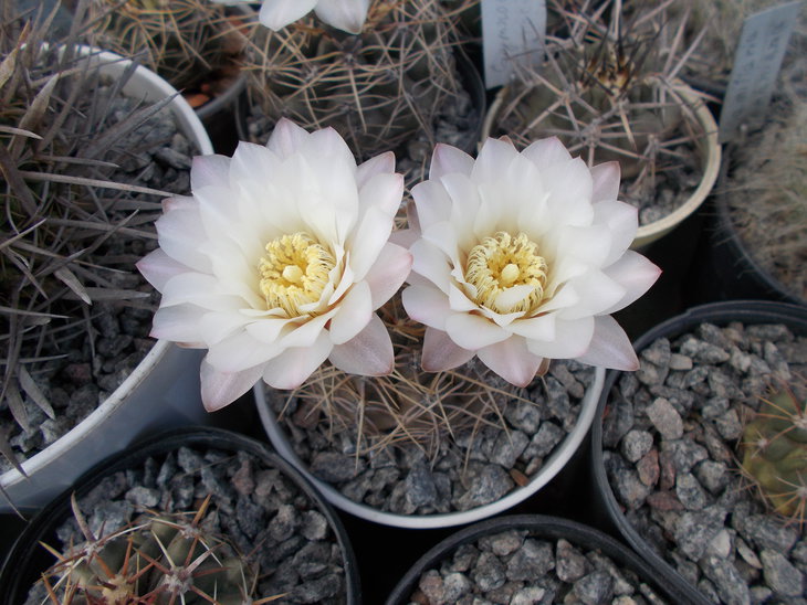Gymnocalycium uruguayense 1.JPG