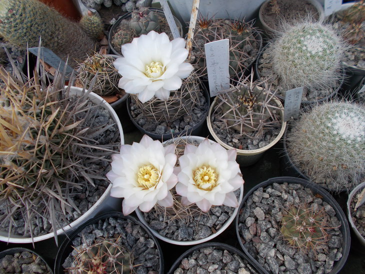 Gymnocalycium uruguayense 2.JPG