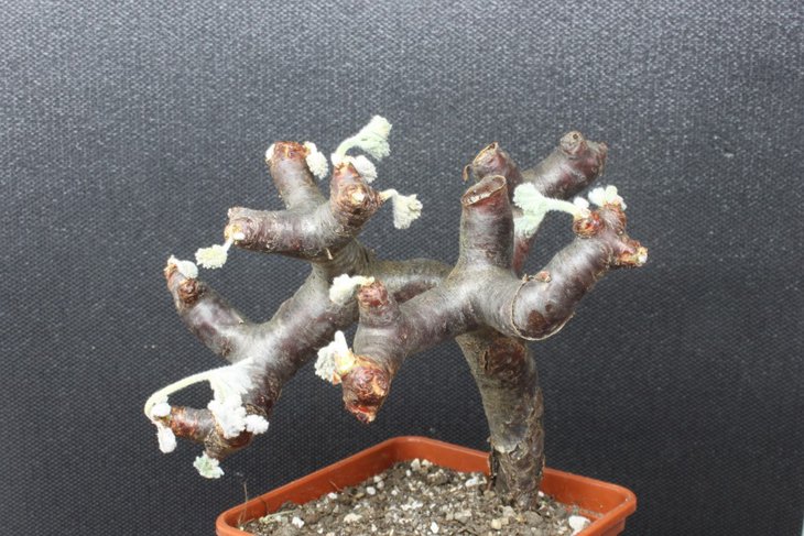 Pelargonium mirabile