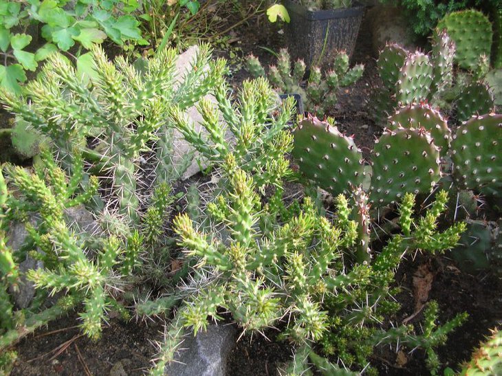 opuntia whipplei і rhodantha, на задньому плані просто фрагіліс