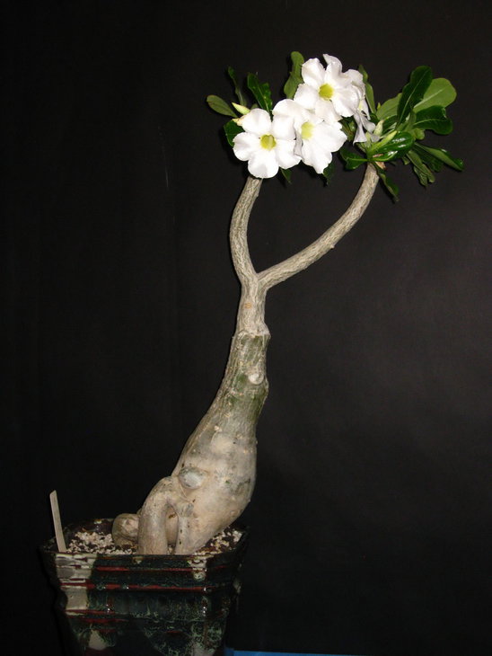 Adenium swazicum cv. 'SANO WHITE' ES