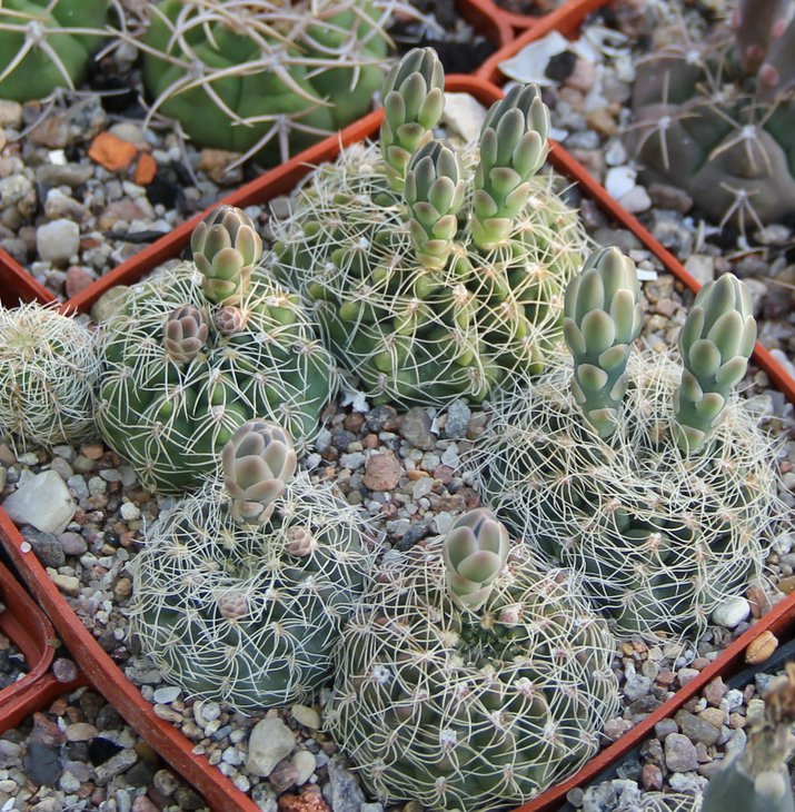G.aff. gertii (papschii) VG297