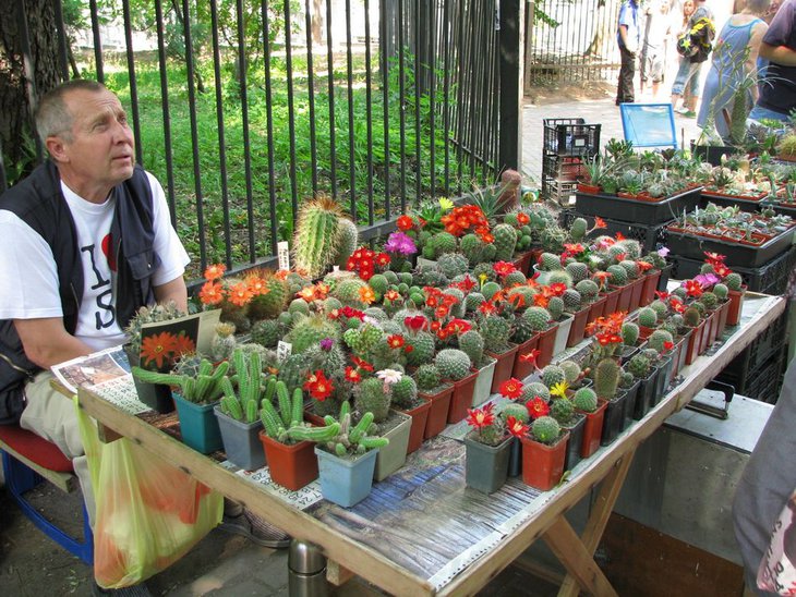 выставка кактусов (цветут ребуции).JPG