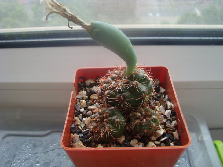Gymn. mesopotamicum