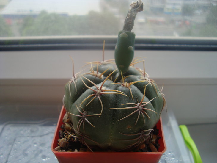 Gymn. denudatum