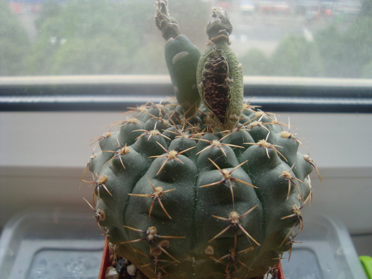 Gymn. guehlianum
