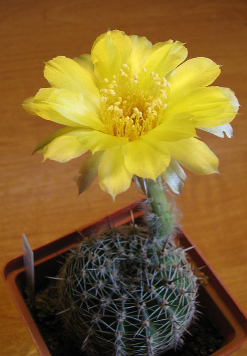 Lobivia aurea P4
