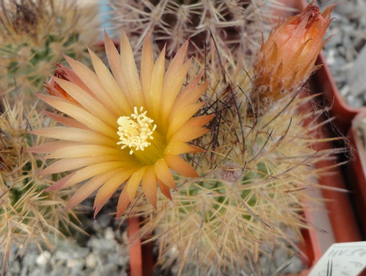 E_strauchiana_pachacoensis_FK582.JPG