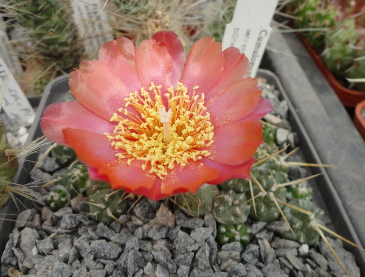 Cumulopuntia rossiana MK847