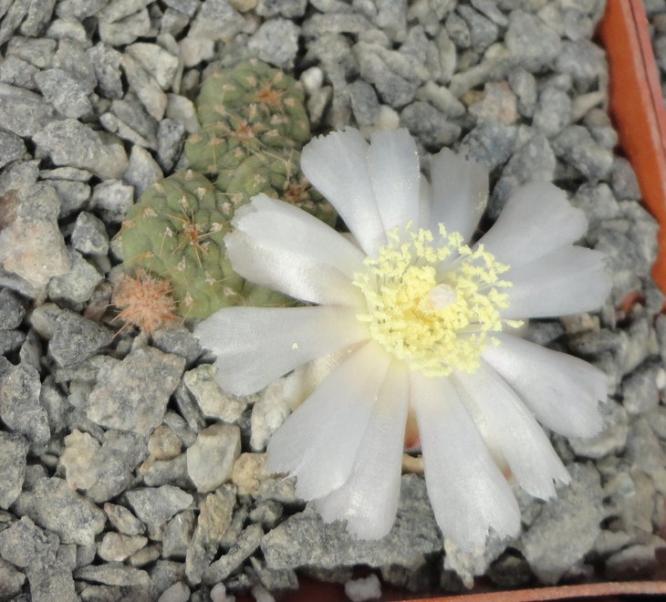 Puna subterranea