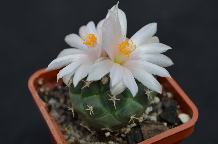 Turbinicarpus lophophoroides