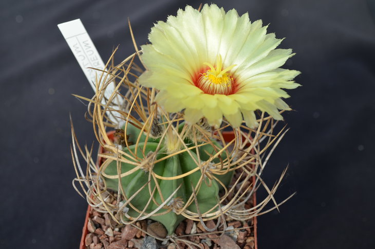Astrophytum senile