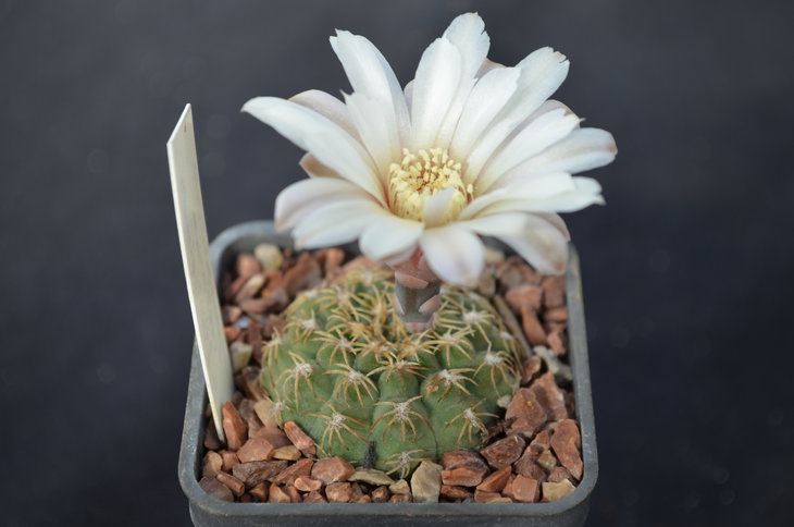 Gymnocalycium quehlianum v. flavispinum
