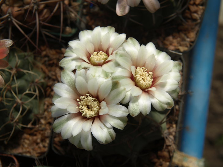 Gymnocalycium ochoterenae subsp. vatteri.JPG