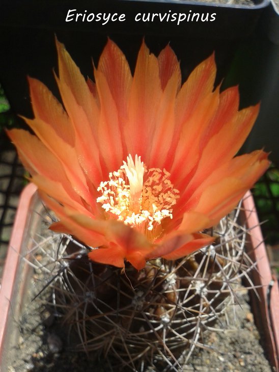 20150623_133235.jpg