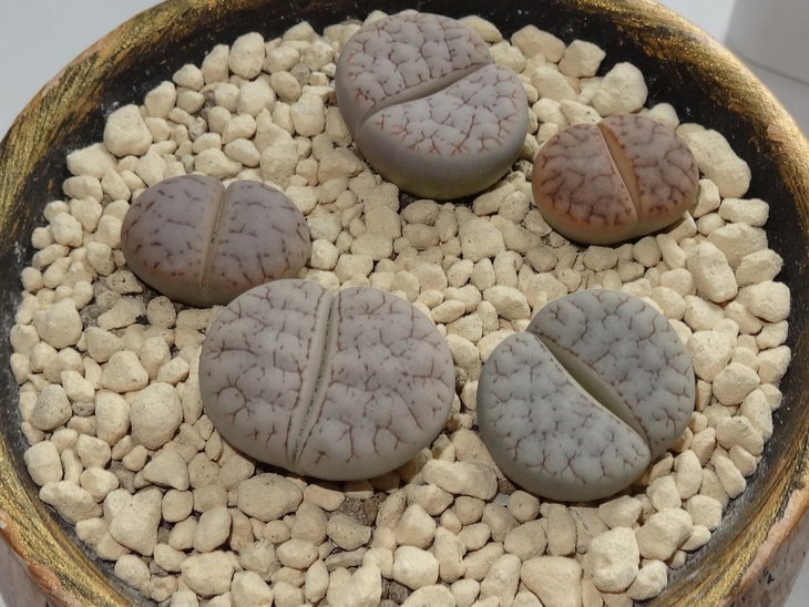 Lithops gracilidelineata ssp. gracilidelineata v. waldroniae 'Fritz’s White Lady' C189A...18 месяцев 3 линьки 2-3 см