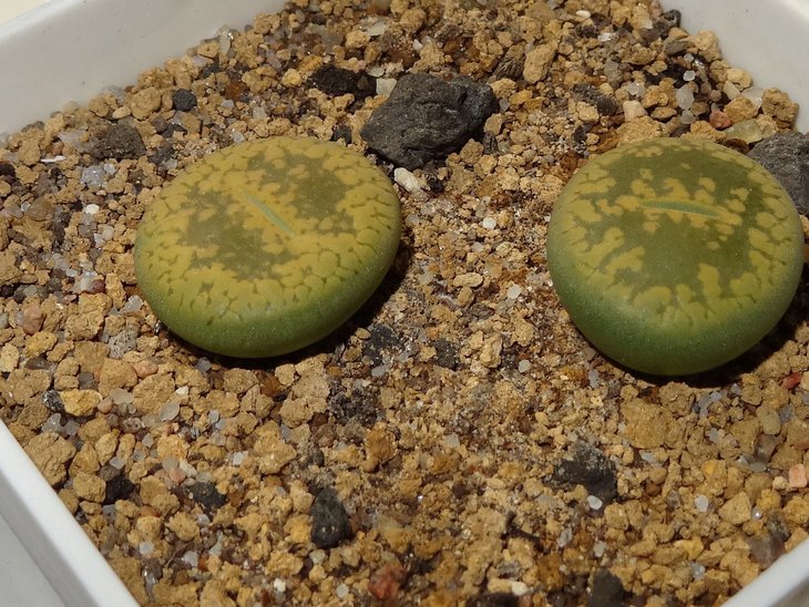 C395A Lithops aucampiae Jackson's Jade чуть более года ..2 линьки..около 2 см