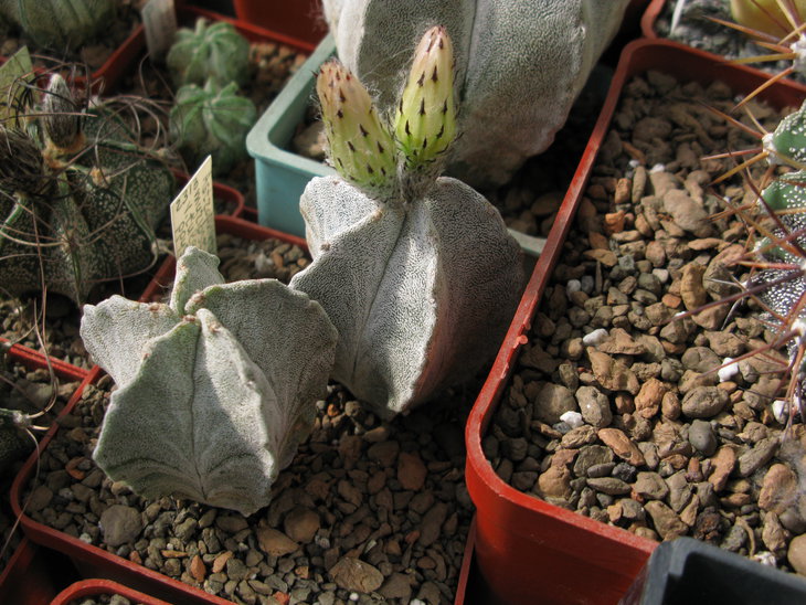 Astrophytum  myriostigma subv. tulense