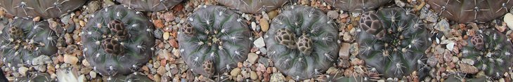 Gymnocalycium nataliae LB1408