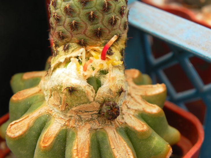 Sulc. rauschii на Ferocactus horridus