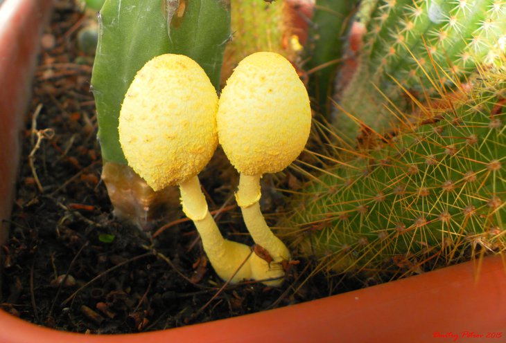 fungi_-001.JPG
