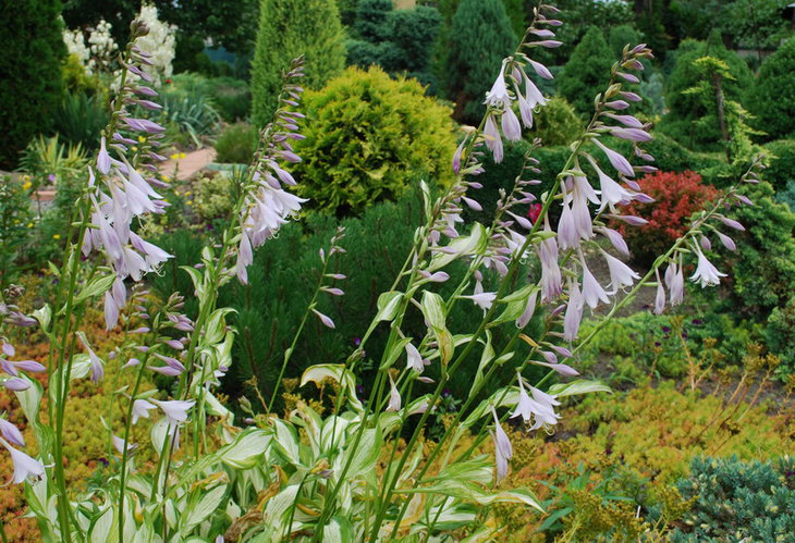 DSC_3022  Hosta undulata..jpg