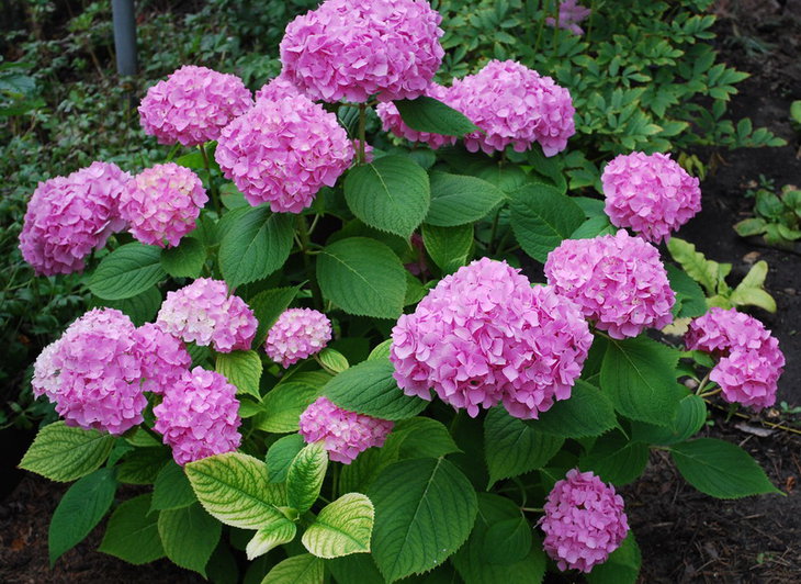 DSC_3011  Hydrangea macrophylla.jpg