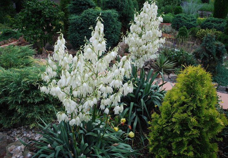 DSC_3009    Yucca filamentosa..jpg
