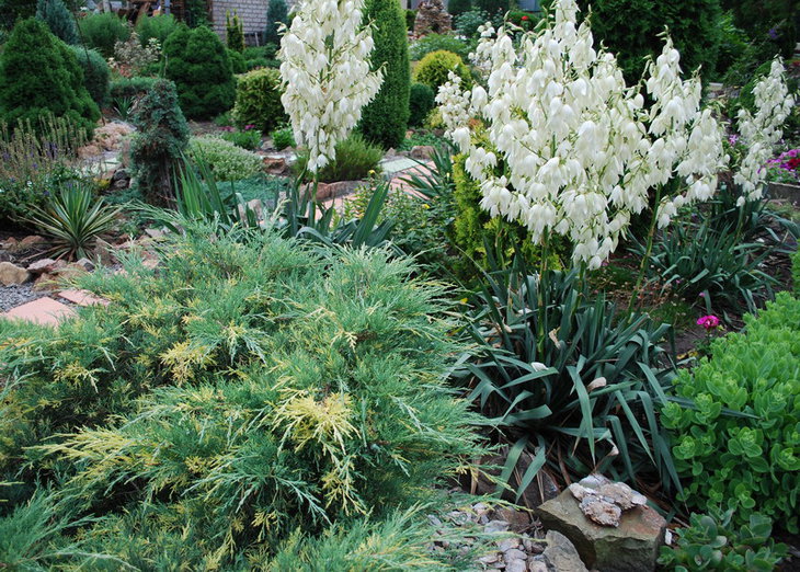 DSC_3010  J. media Blue and Gold и Yucca filamentosa.jpg