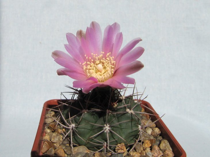Gymnocalycium neuhuberi