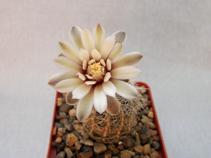 Gymnocalycium papschii