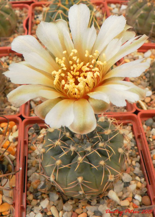 Gymnocalycium	kieslingii castaneum