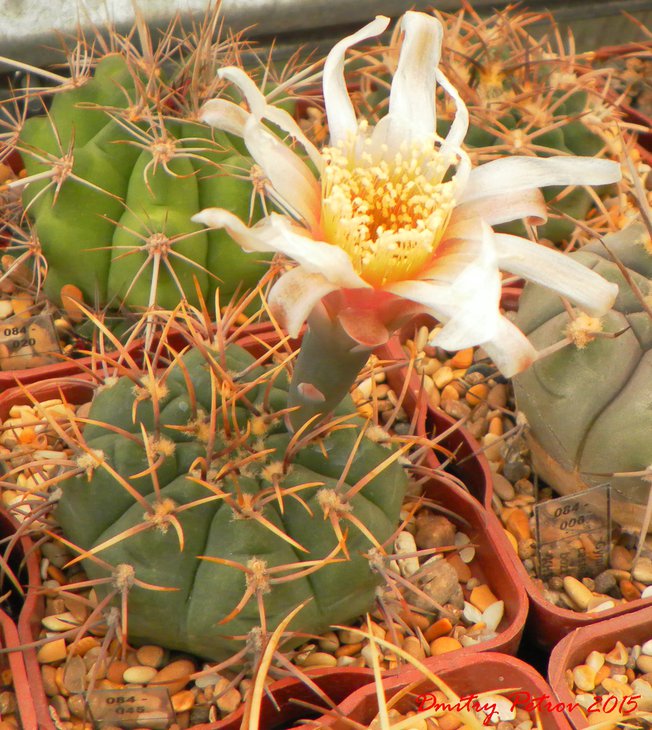 Gymnocalycium	ochoterenae variispinum