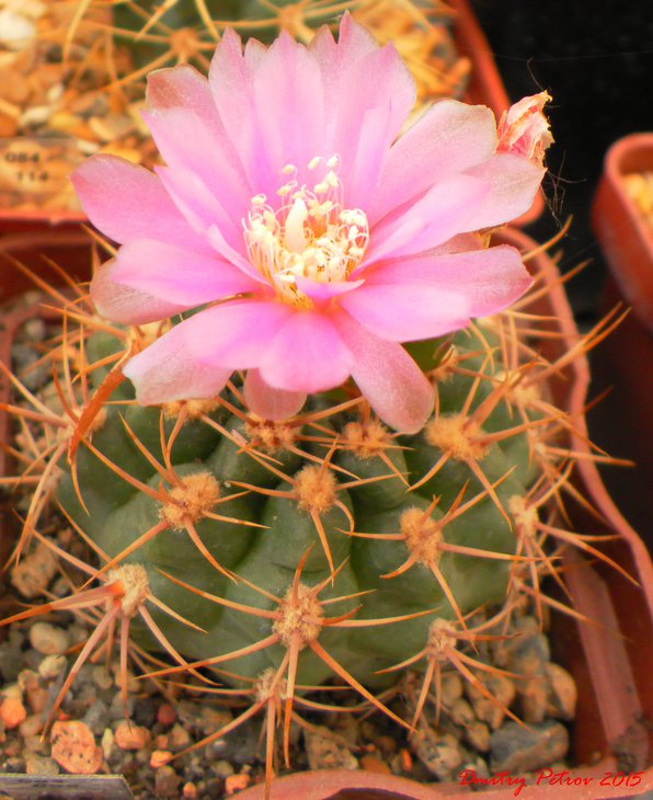 Gymnocalycium	neuhuberi	GN77
