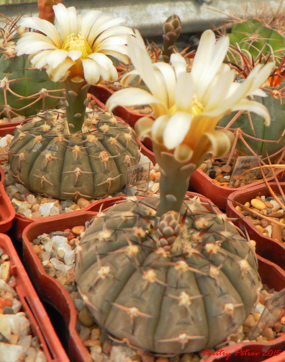 Gymnocalycium	asterium