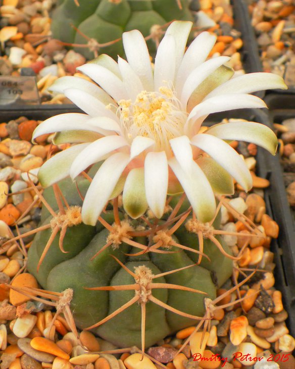 Gymnocalycium	depressum
