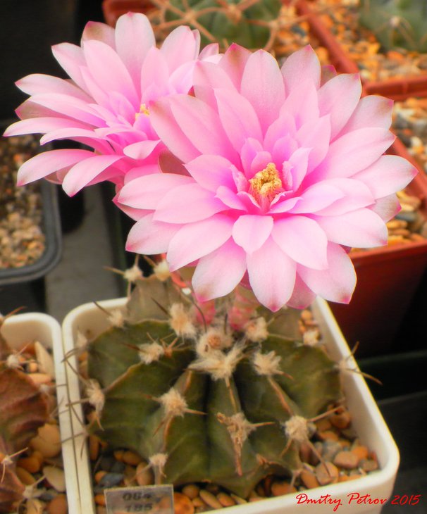 Gymnocalycium	friedrichii