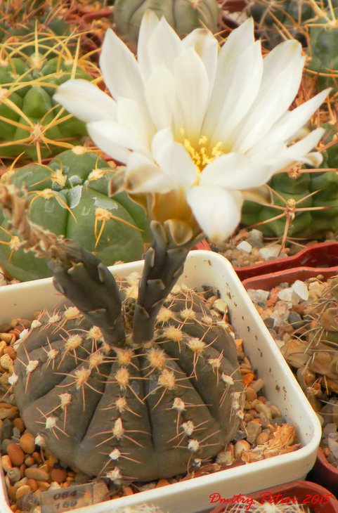 Gymnocalycium	ragonesii