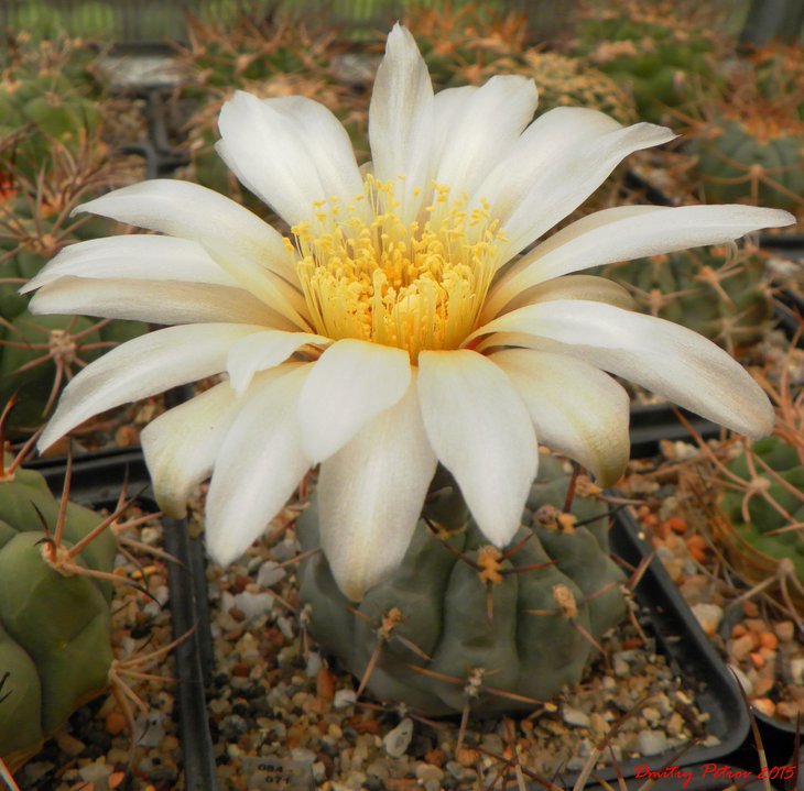 Gymnocalycium striglianum 	GN75-179 - San Luis