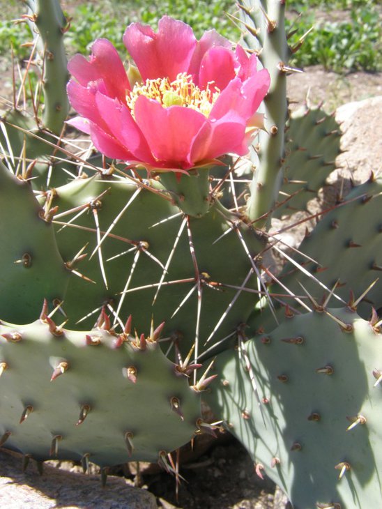 Opuntia camanchica rubra (760 x 1013).jpg