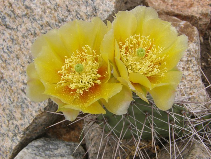 Opuntia macrorhiza Prescott Az (1013 x 760).jpg