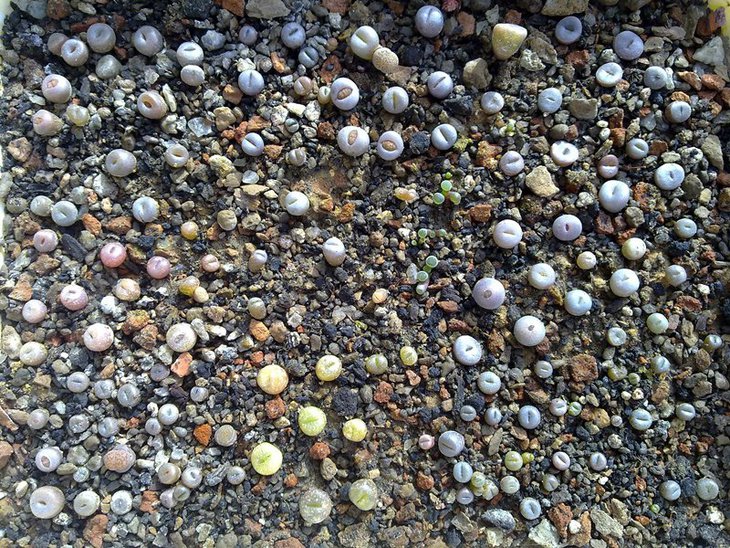 Lithops_2.jpg