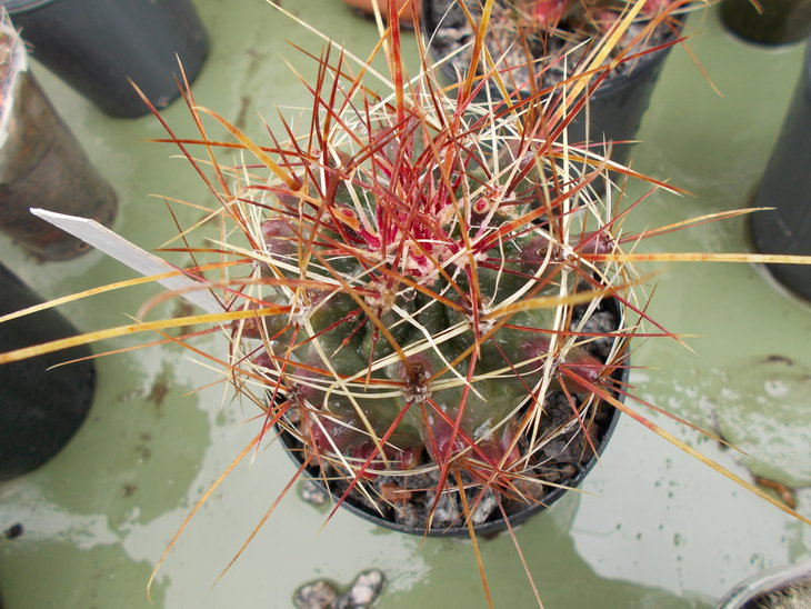 Hamatocactus longihamatus.JPG