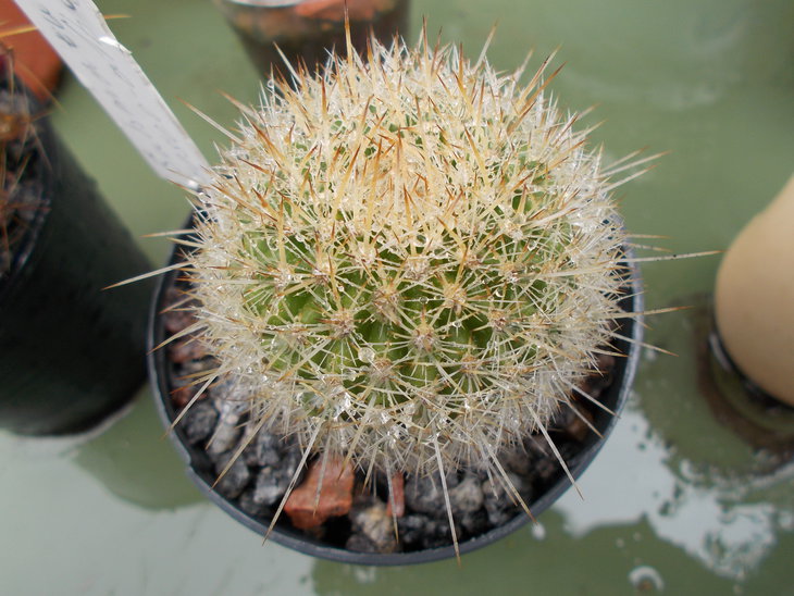 Submatucana roseoalba.JPG