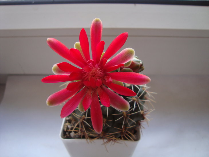 Gymn. baldianum t1