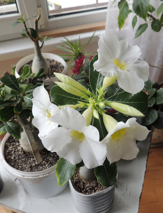 Adenium swazicum cv. 'SANO WHITE' ES (прививка от растения Ярослава Смейко)