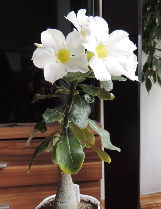 Adenium swazicum cv. 'SANO WHITE' ES (прививка от растения Ярослава Смейко)