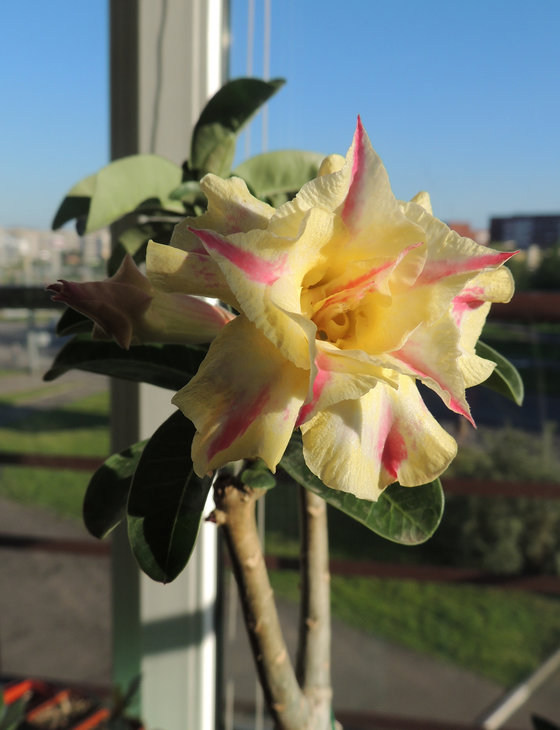 Adenium obesum 'Gorgeous'