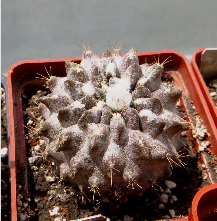 Neochilenia carrizalensis RMF205